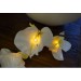 Orchid Electric String Lights