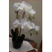 Potted Fake Orchid